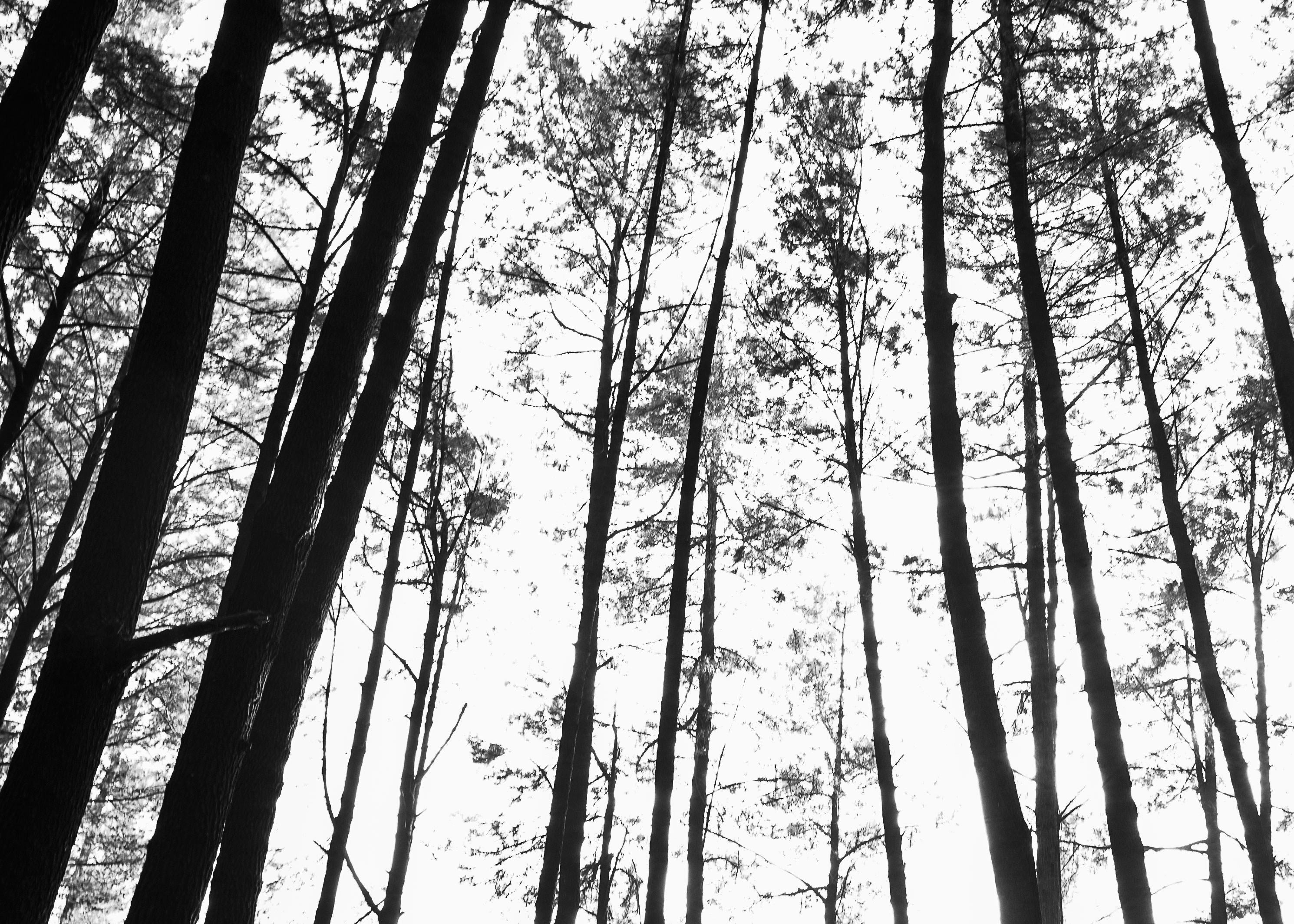 Free Unsplash photo from HENRY WARDJIMAN