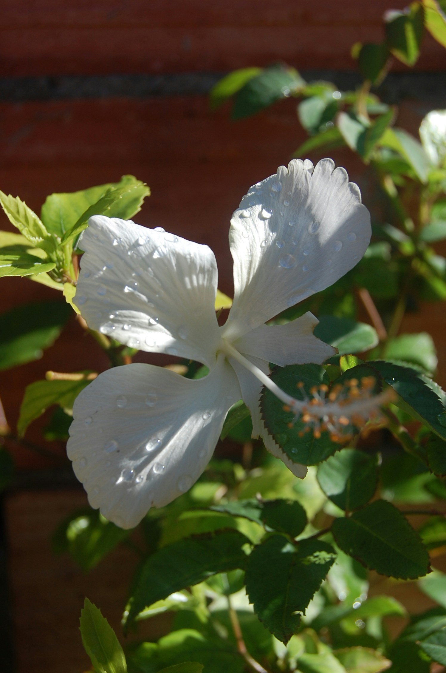 Free Unsplash photo from Nawfal Ri