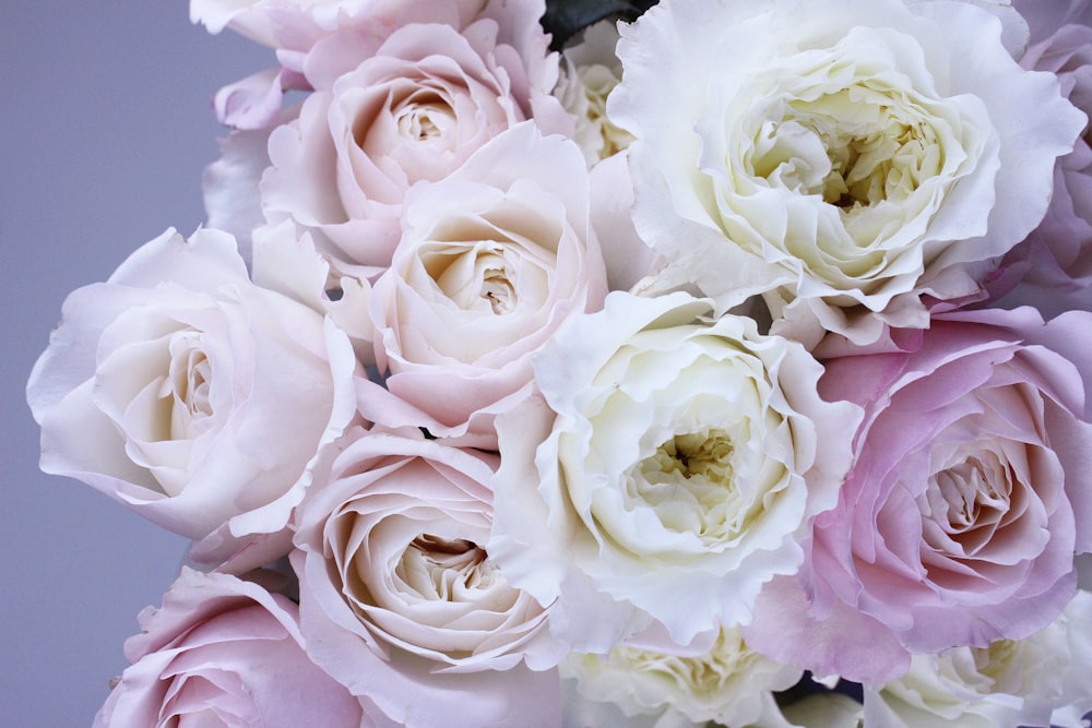 white and pink flowers