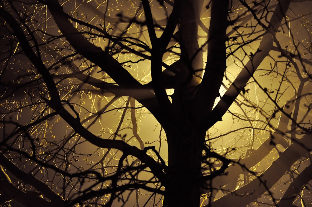 grauer kahler Baum zur goldenen Stunde