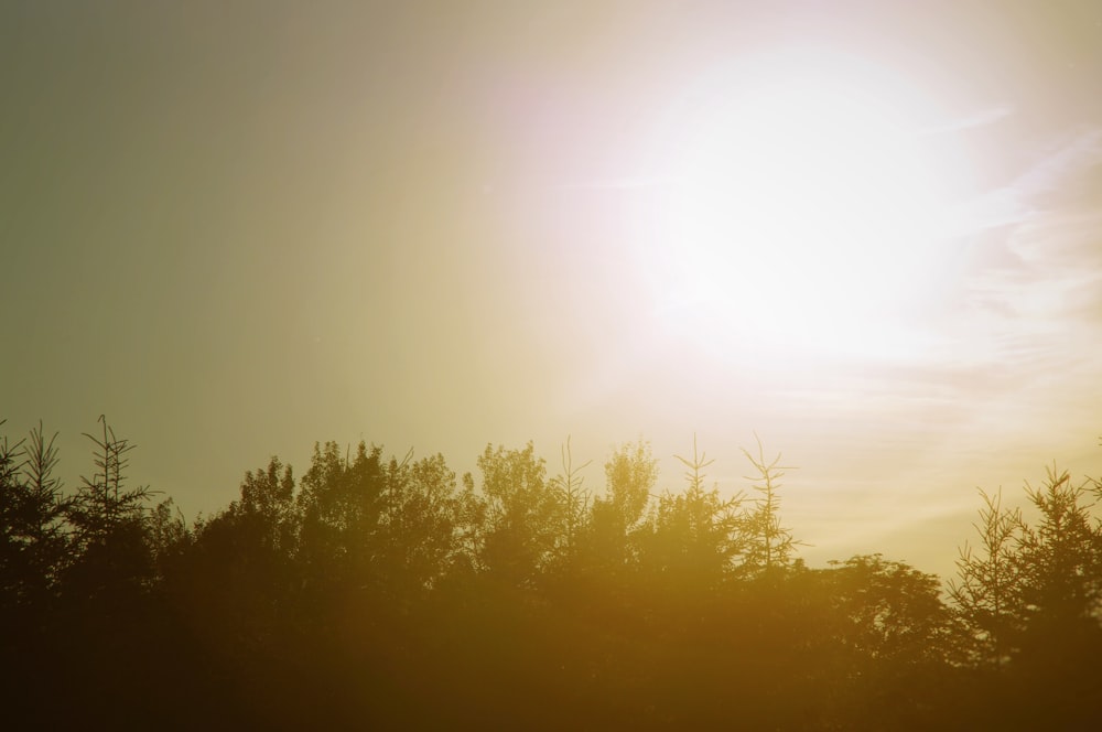 silhouette photo of trees under sky