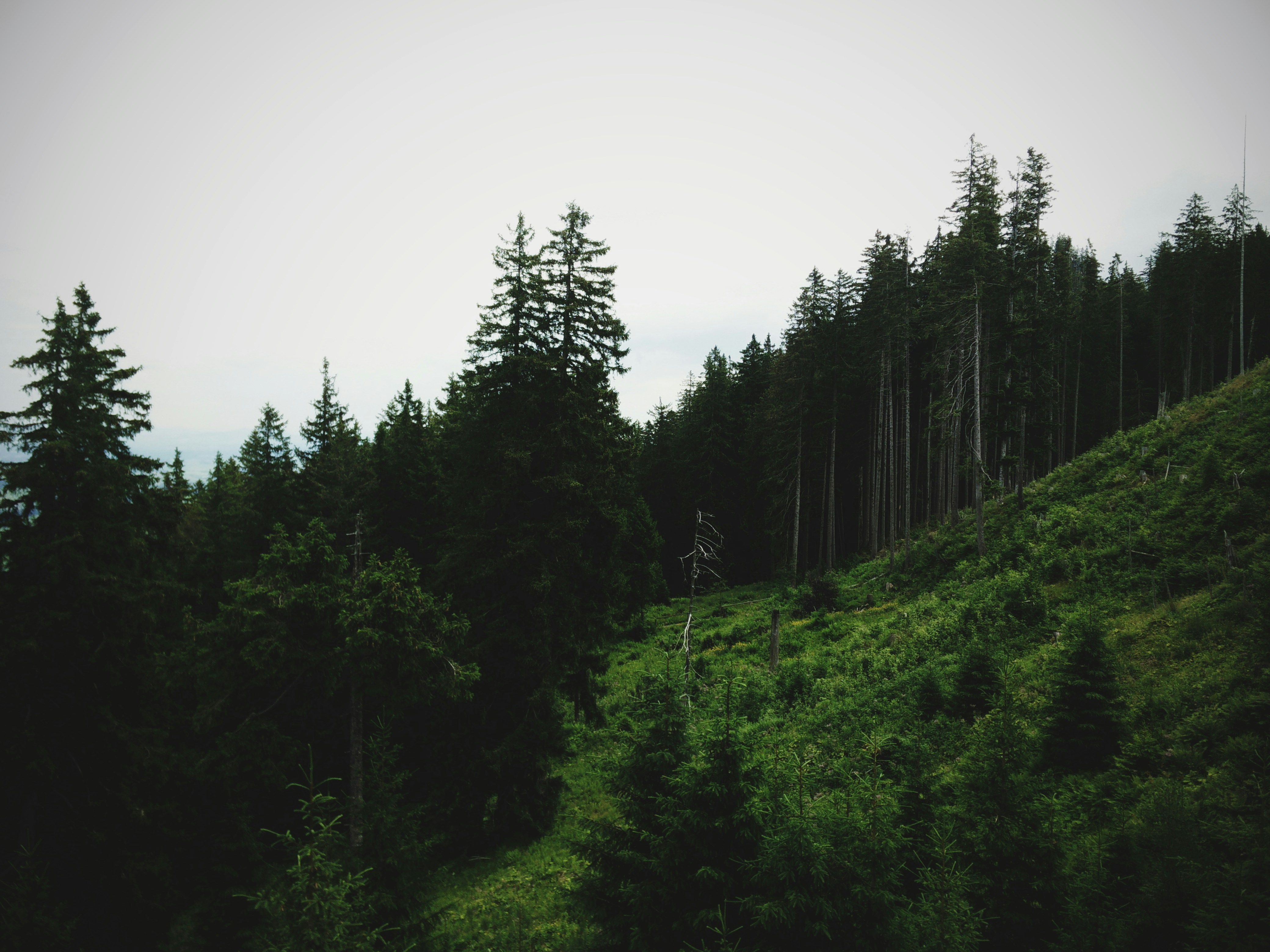 Free Unsplash photo from Eric Rösch