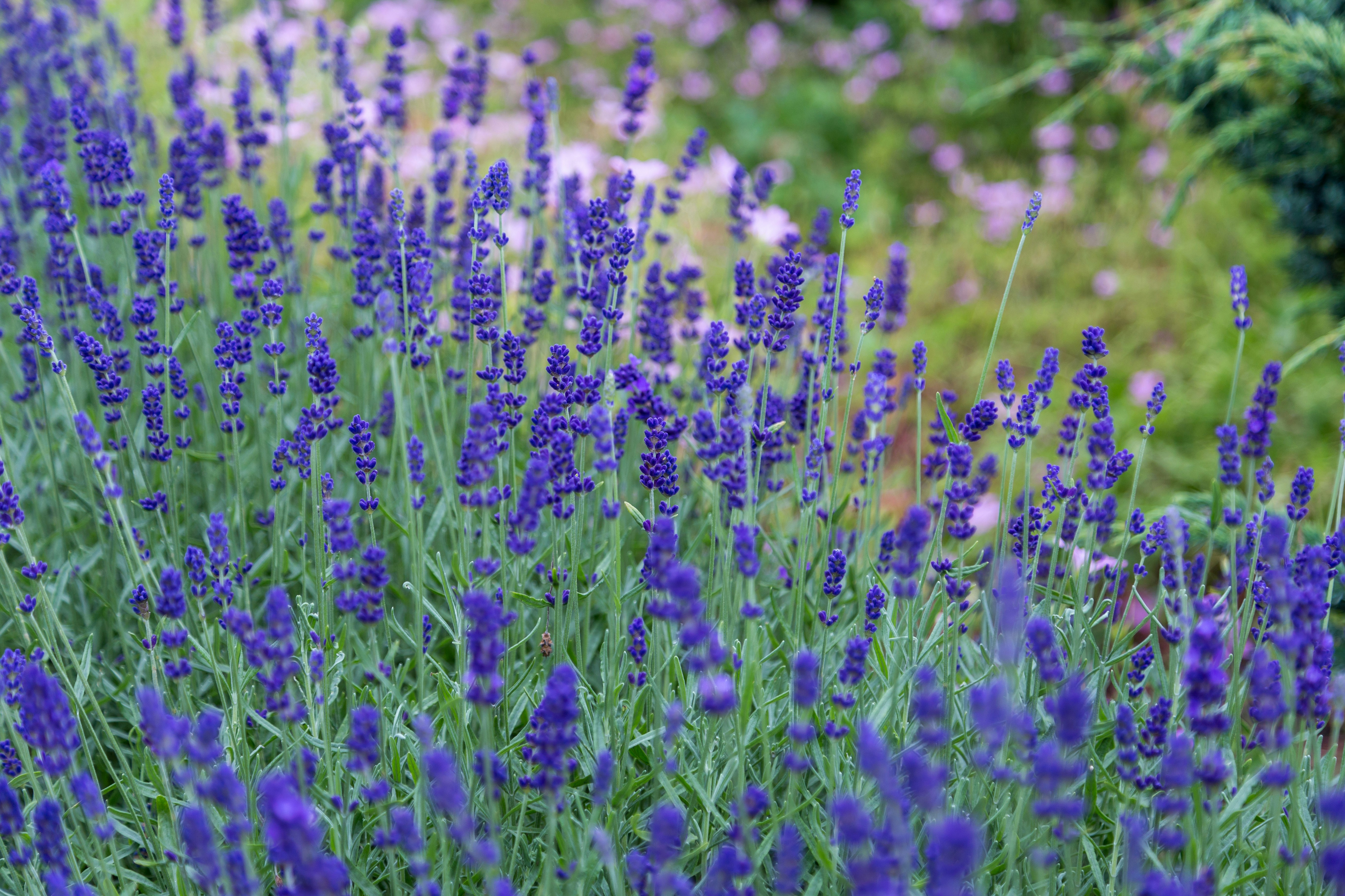 close-up photo of lavender flowers