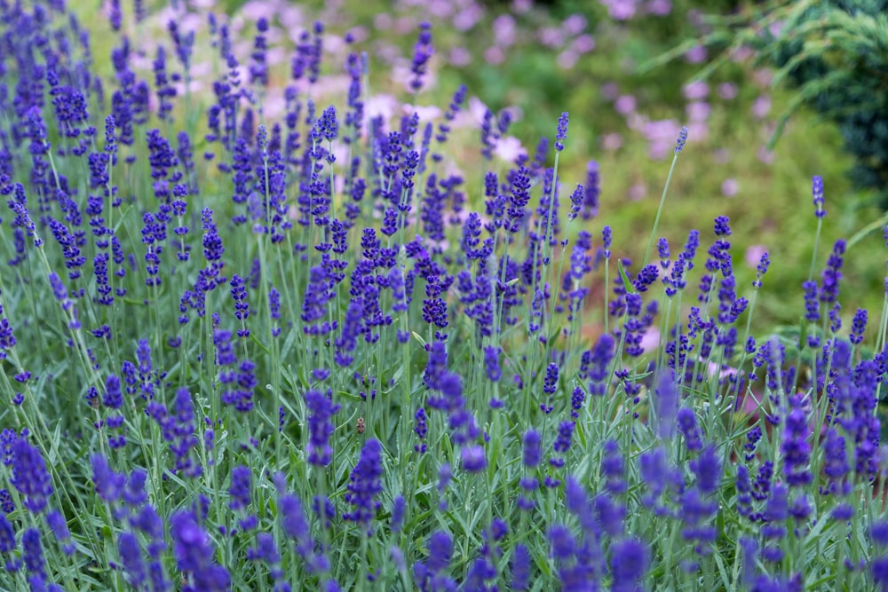 close-up photo of lavender flowers