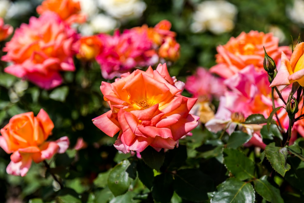 selective focus photography of petal flower