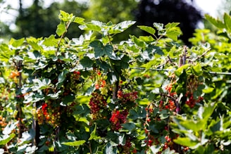 A sunny field of berry bushes with ripe fruits ready for harvest.