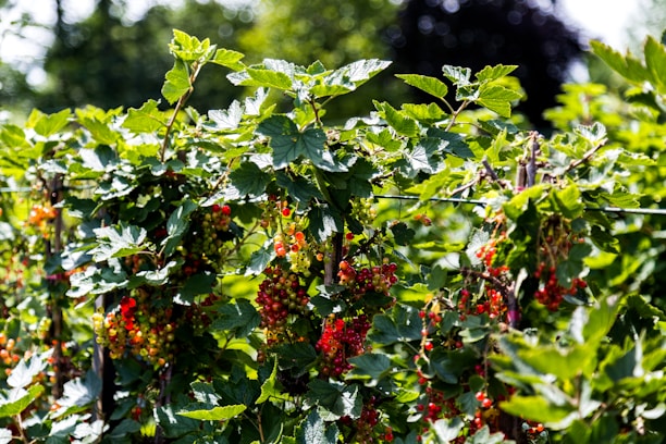 A sunny field of berry bushes with ripe fruits ready for harvest.