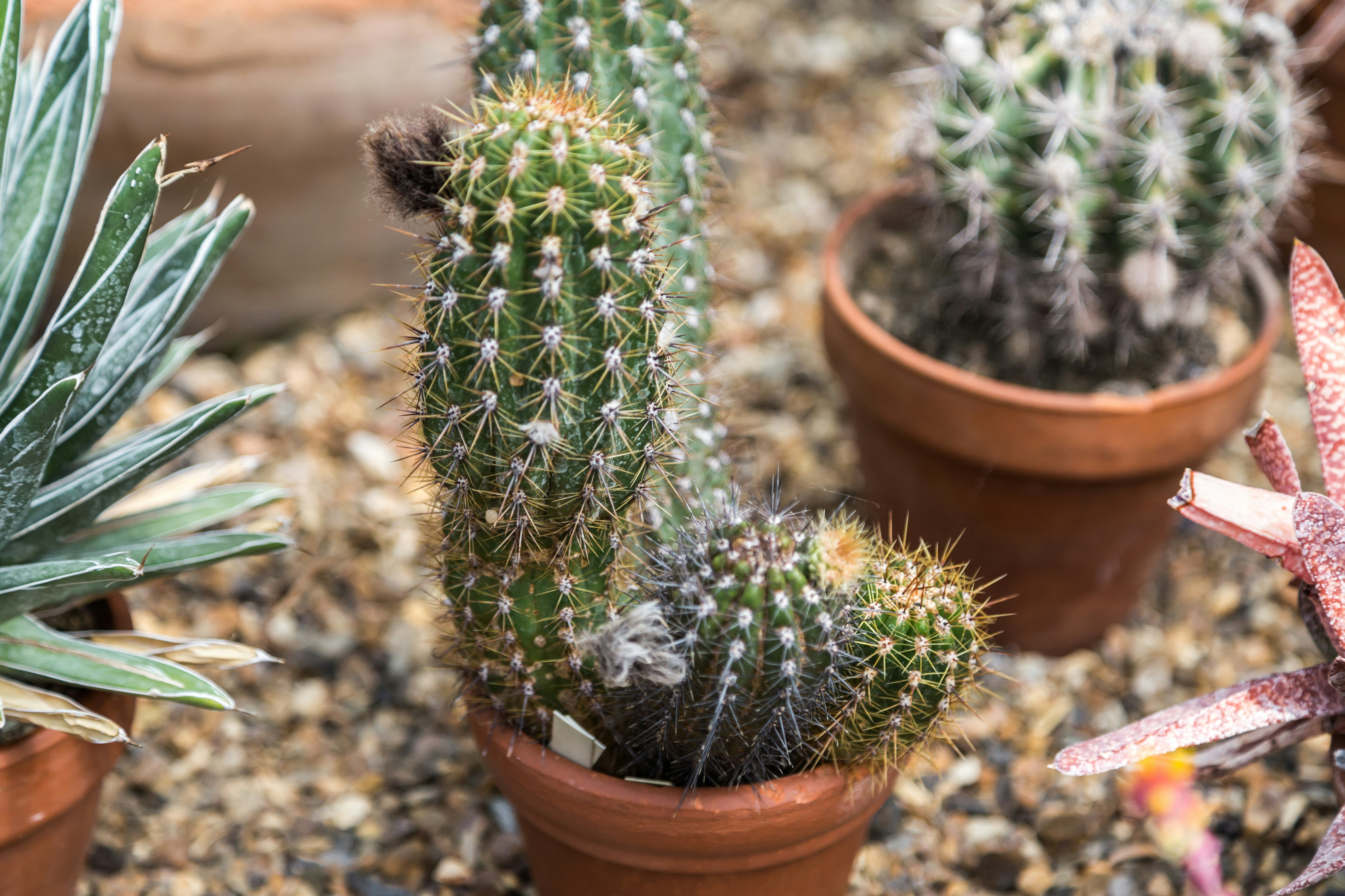 Free Unsplash photo from Luke Barnard