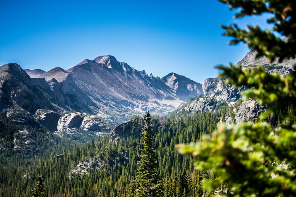 green trees and snow coered mountains