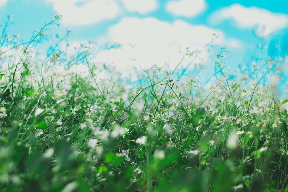 tilt shift photography of white petaled flowers along grasses under blue sky at daytime