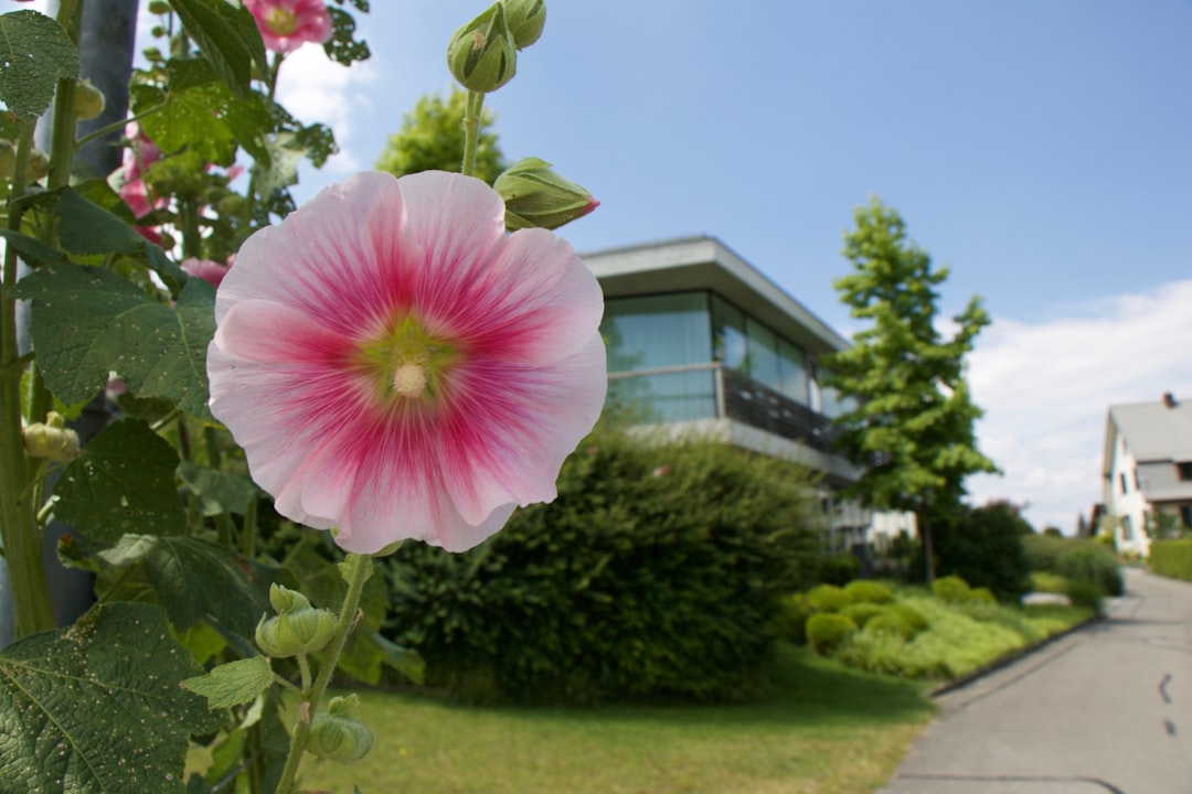 pink flower with green leaves