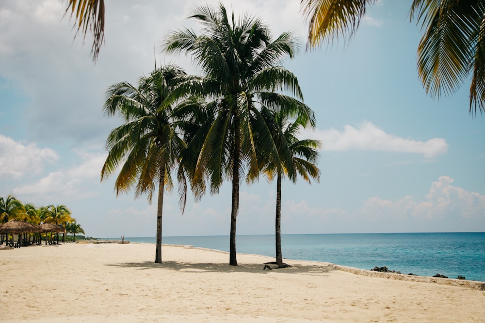 낮 동안 수역 근처의 갈색 모래 위에 있는 세 그루의 코코넛 나무