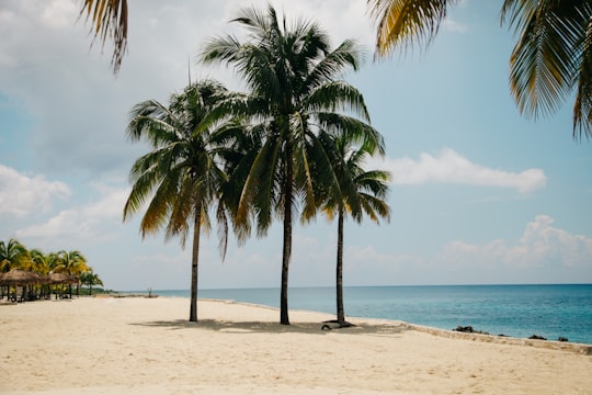 three coconut trees on brown sand near body of water during daytime in Cozumel Mexico