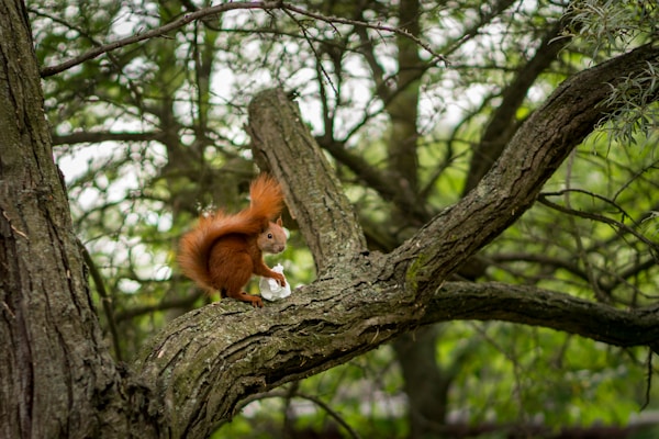 A red squirrel with a bushy tail is perched on a thick tree branch, holding a small white object in its paws. The surrounding area is lush with greenery, as the background is filled with leaves and branches of the tree.