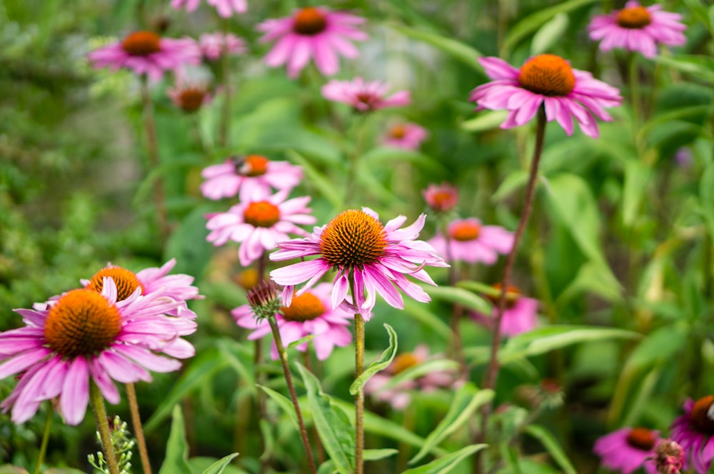 Campo de flores de pétalas cor-de-rosa