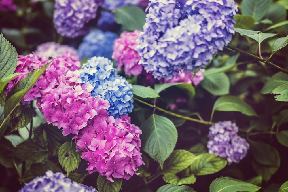 Profundidade de sombra de campo Fotografia de flores de hortênsias