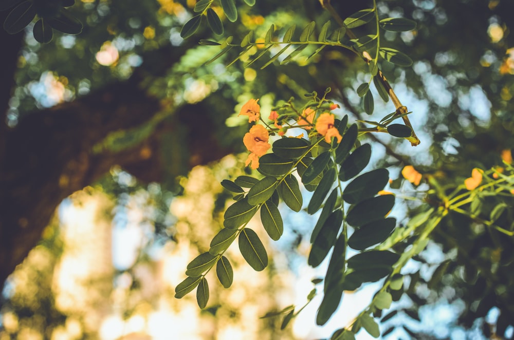 Fotografía de enfoque selectivo de árboles de hojas verdes y amarillas