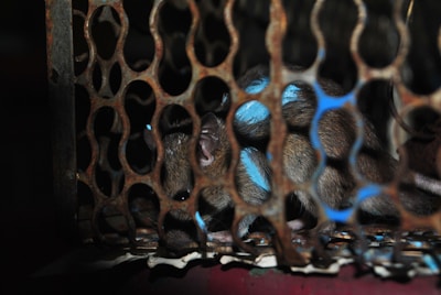 A small rodent, likely a rat, is inside a cage with a metal mesh design. The lighting is dim, creating shadows, and the metal has a rusted appearance. Blue markings are visible on the rat's fur, adding a unique element to the scene.