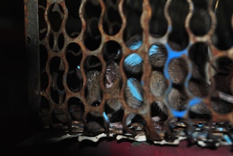 A small rodent, likely a rat, is inside a cage with a metal mesh design. The lighting is dim, creating shadows, and the metal has a rusted appearance. Blue markings are visible on the rat's fur, adding a unique element to the scene.