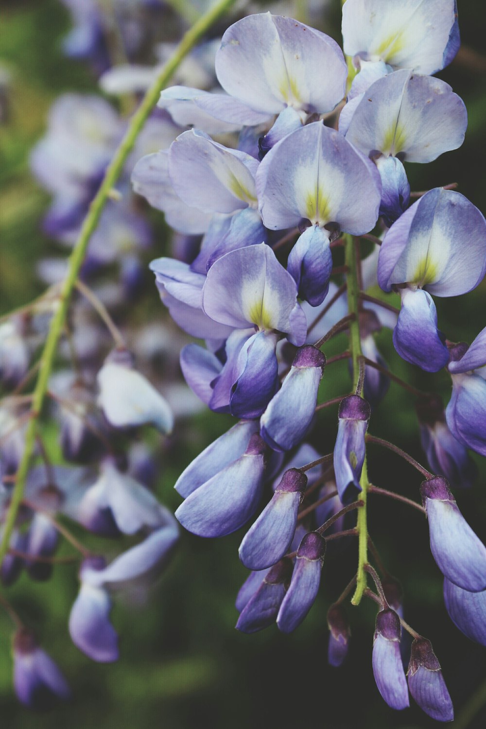 purple and white petaled flower