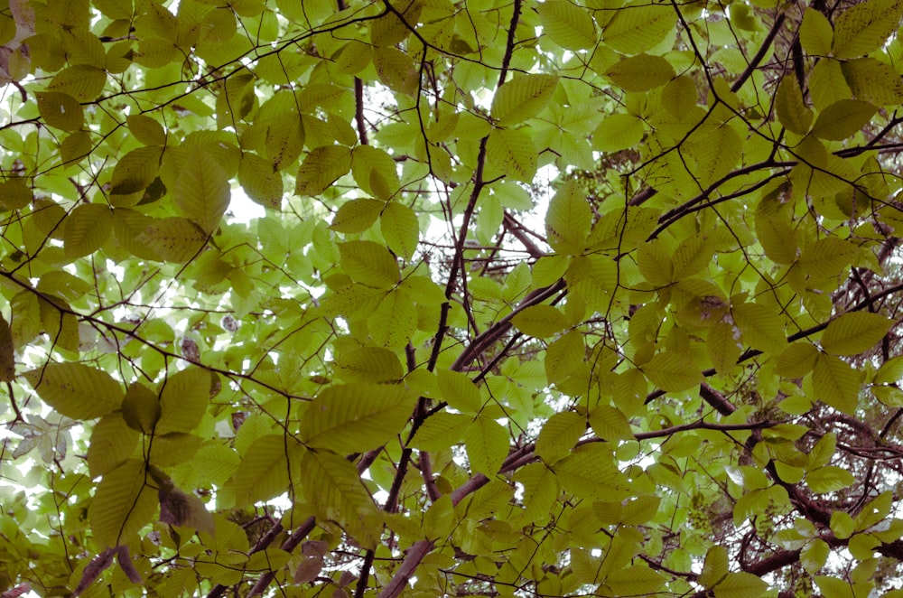 árvores de folhas verdes