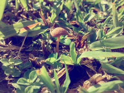 A small mushroom growing amidst green grass and scattered foliage, with dappled sunlight creating a serene and earthy atmosphere.