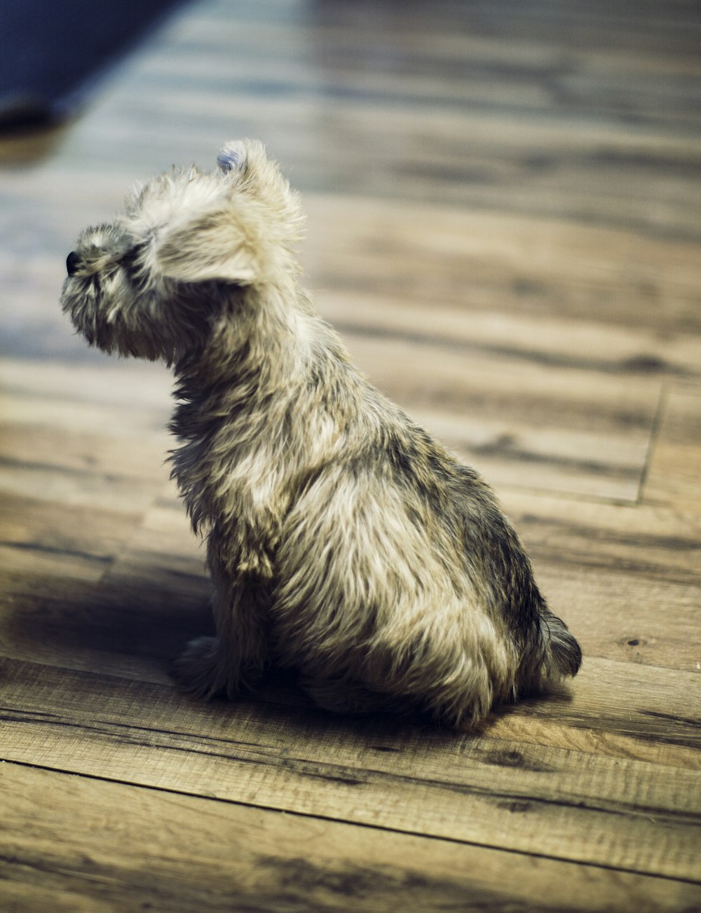foto de filhote de cachorro bronzeado de pelagem longa