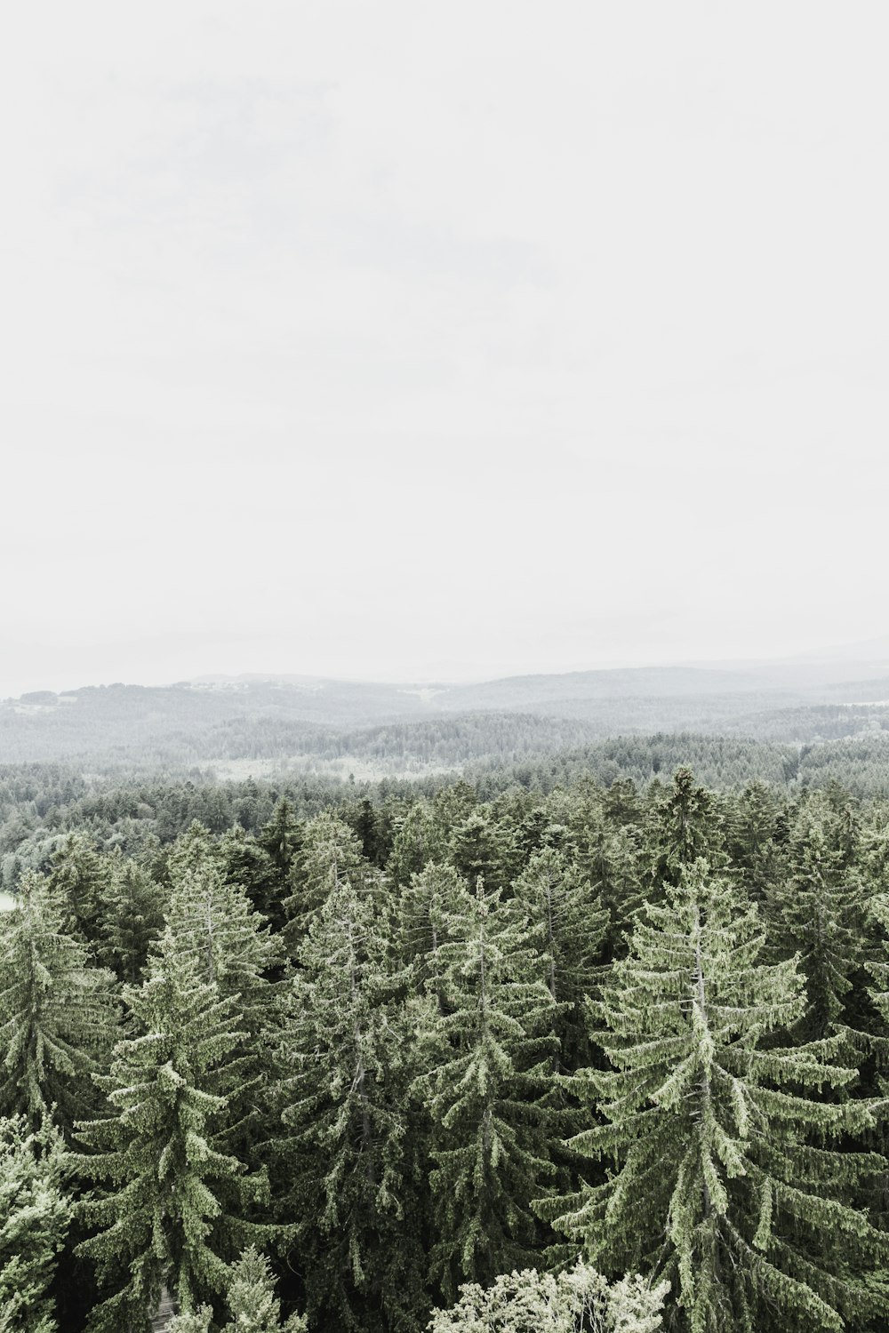 aerial photography of pine trees