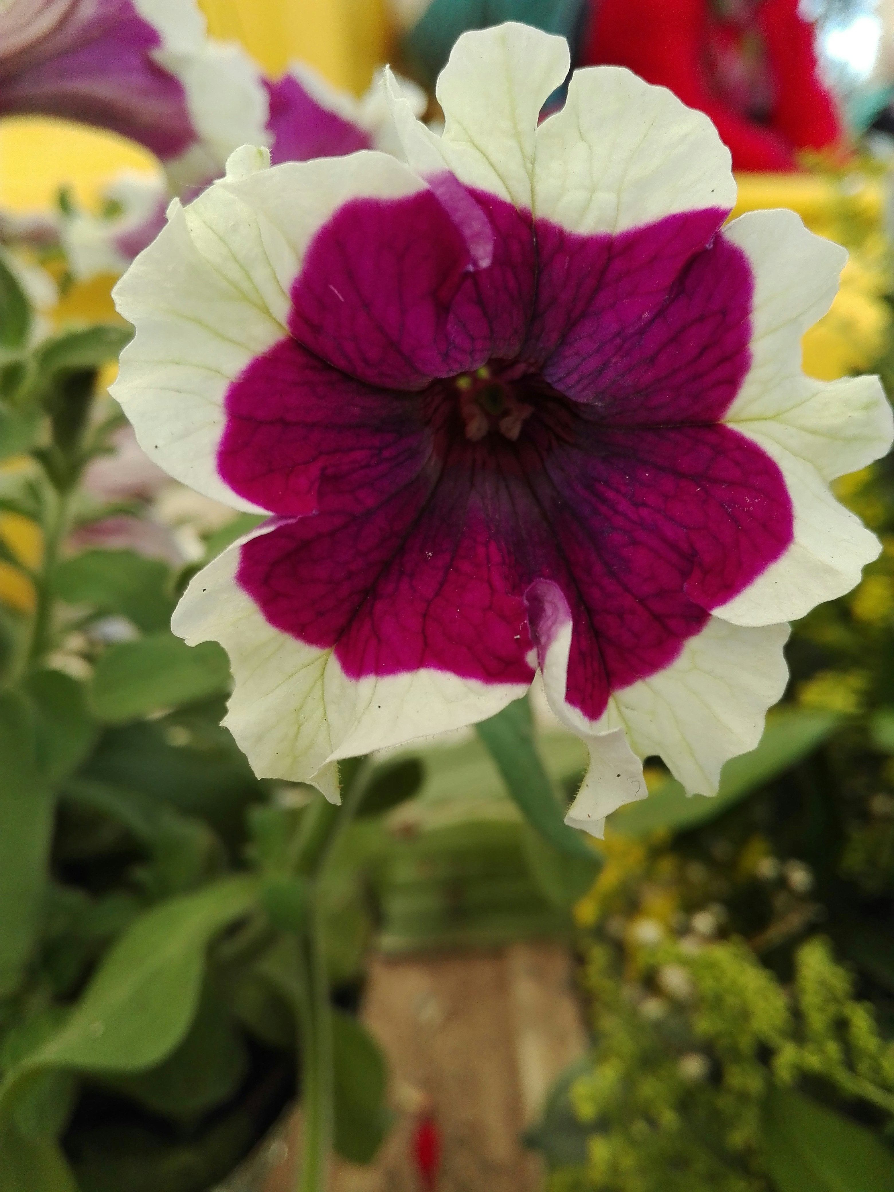 Free Unsplash photo from Israel Gonzalez