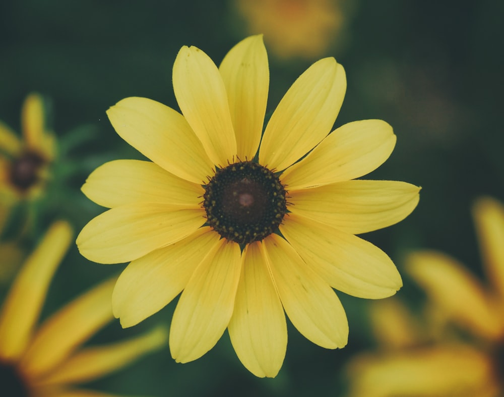 fleur à pétales jaunes en fleur