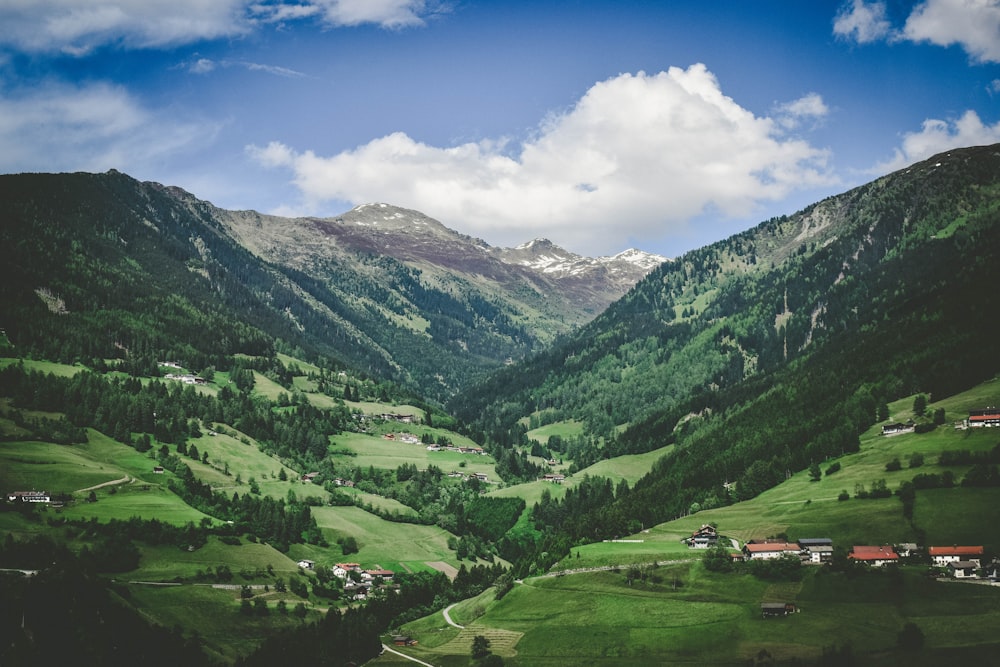 green grass and green trees