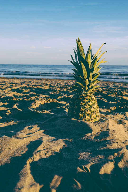 shallow focus photo of yellow pineapple on sand in Port Stanley Canada