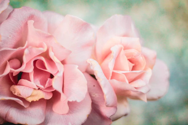 An antique botanical engraving of blooming roses in warm sepia tones, softly lit to evoke a quiet afternoon.