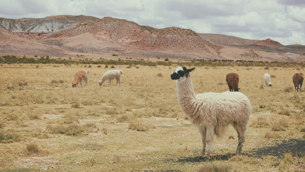 Lama blanc sur herbe brune