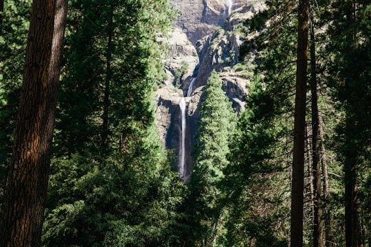 green trees near gray mountain during daytime in Yosemite Falls United States