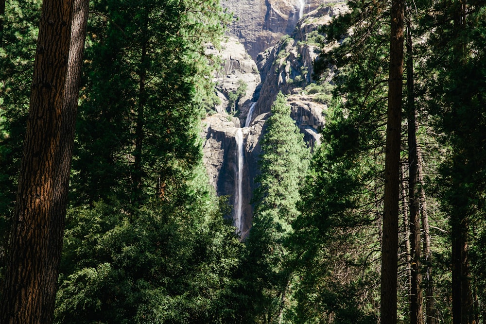 green trees near gray mountain during daytime