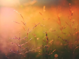 macro shot photography of orange plants