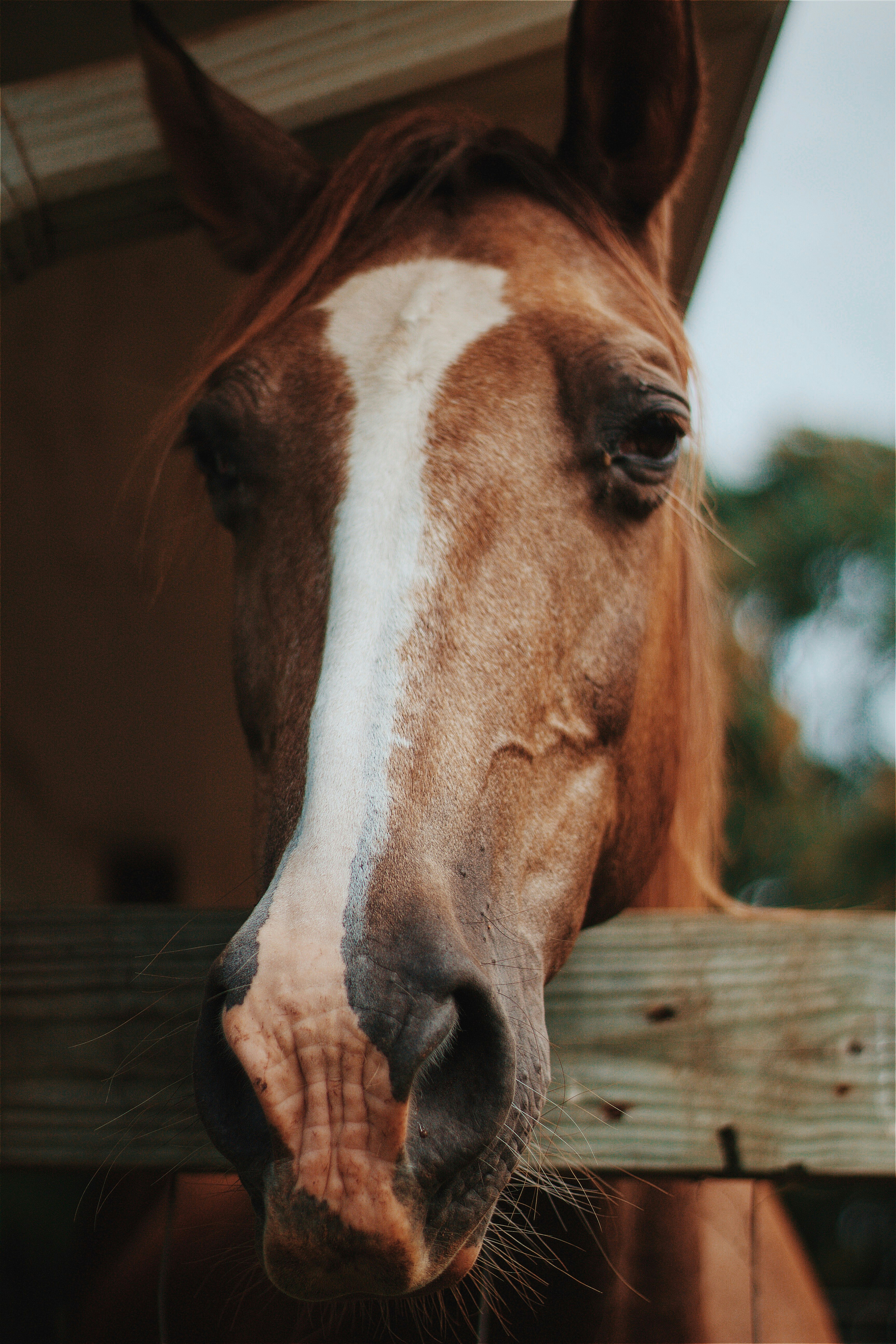 photography of horse