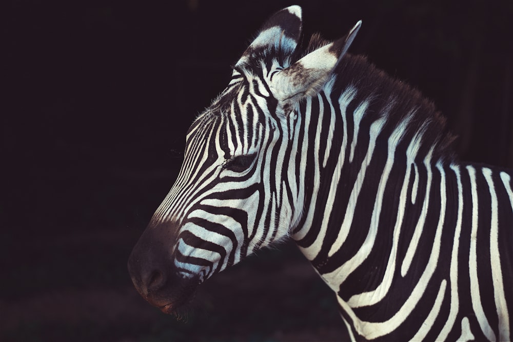 zebra in shallow focus lens