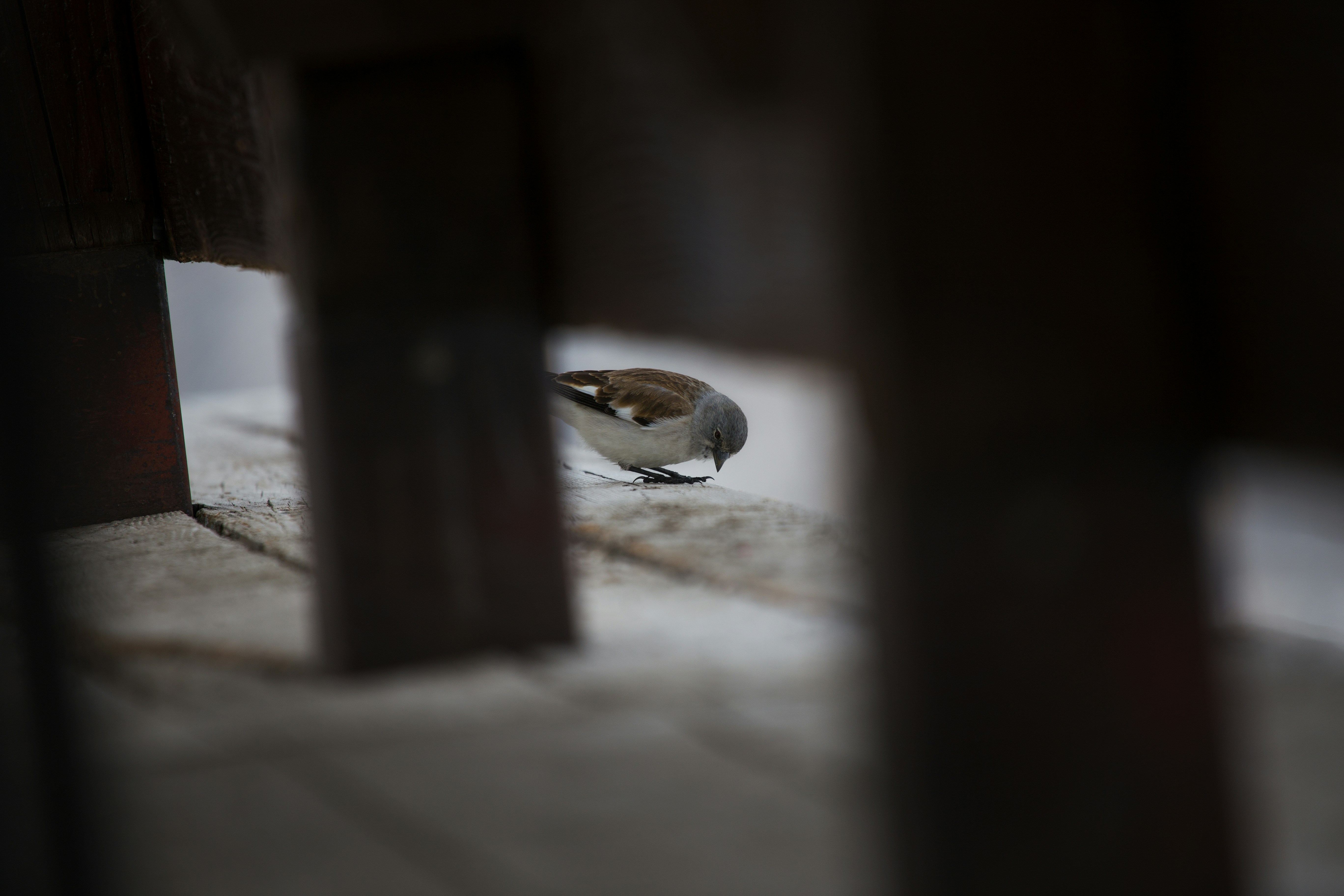 Free Unsplash photo from Federico Bottos