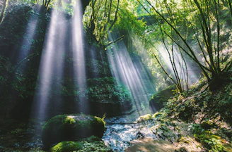 A glowing sunbeam piercing through a dense forest canopy at dawn.