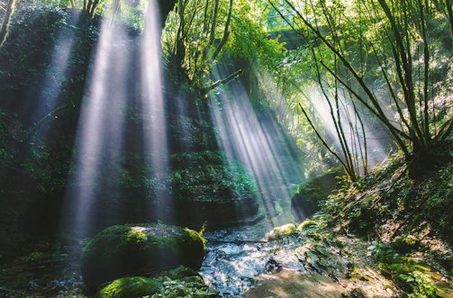 A glowing sunbeam piercing through a dense forest canopy at dawn.