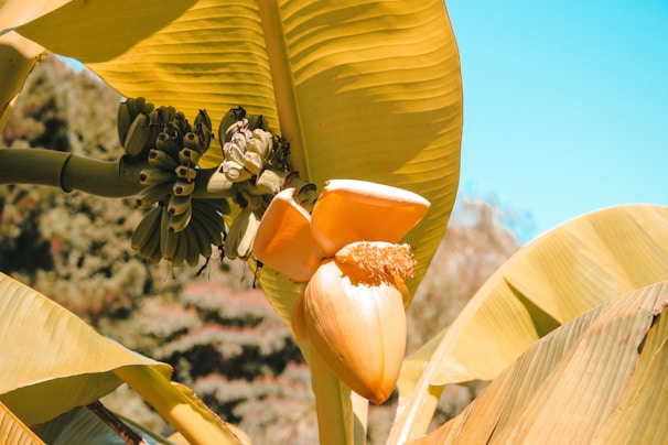 Vibrant display of fully utilized banana plant parts highlighting zero-waste ethos.