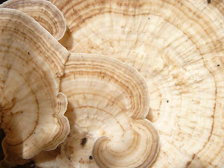 Close-up of handcrafted fungal mycelium bricks drying in a rustic workshop with natural light.