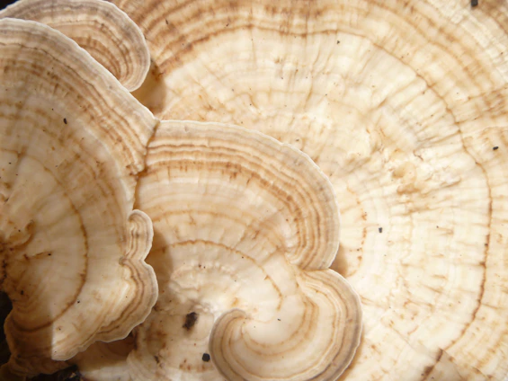 Close-up of handcrafted fungal mycelium bricks drying in a rustic workshop with natural light.
