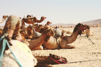 five camels on field