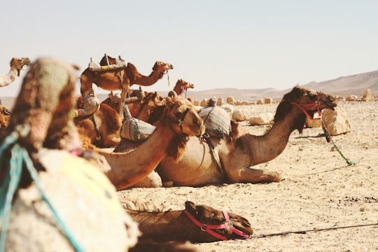 five camels on field in Negev Israel