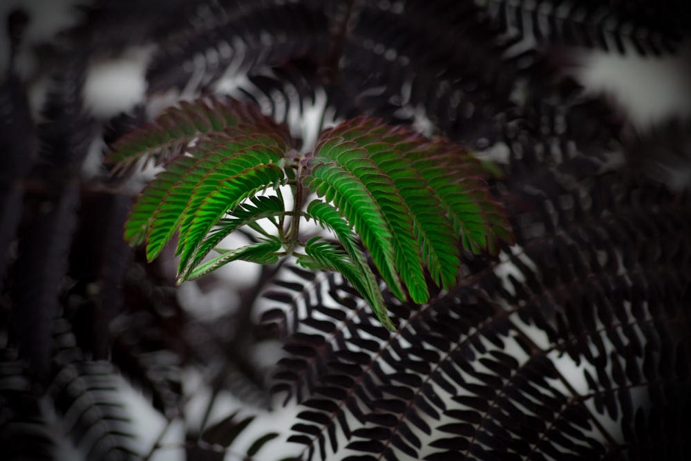 green leaf plant in close up photography