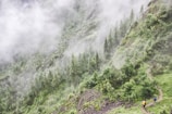 Hikers trekking a forest trail with colorful birds flying overhead in the mountains of Risaralda.