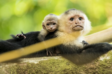 Finger Monkeys for sale in USA